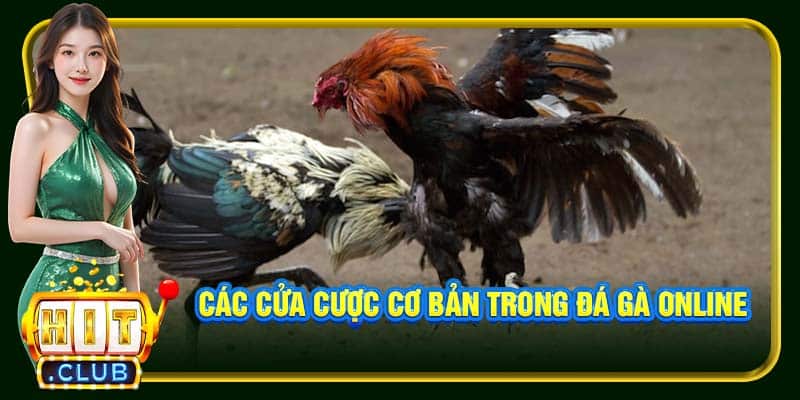 Đá Gà Online Hitclub | Đỉnh Cao Đặt Cược Kịch Tính Từng Giây - cemuxa