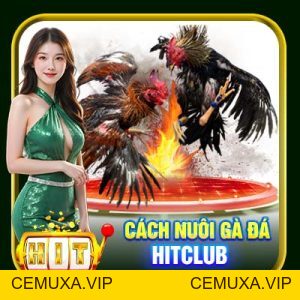 Khám Phá Đá Gà HitClub - Chăm Sóc Sở Hữu Chiến Thần Gà Đá #1 - cemuxa
