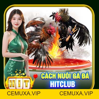 Cách Nuôi Gà Đá Hitclub – Kiến Thức Cần Thiết Cho Sư Kê - cemuxa