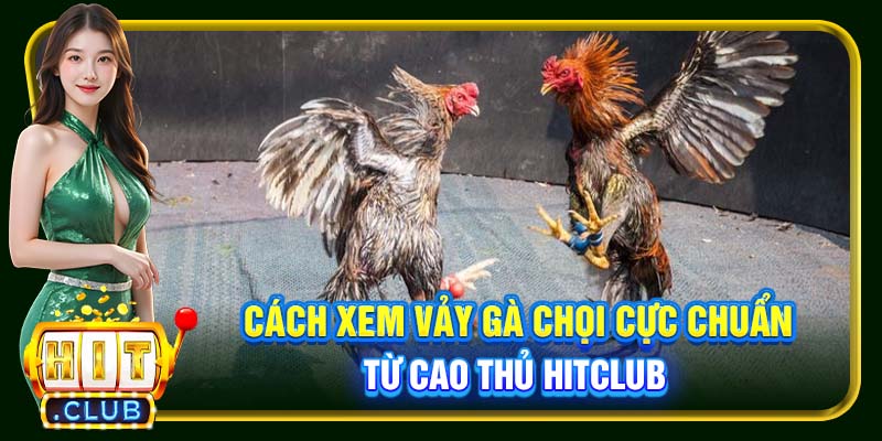 Vảy Gà Chọi Hitclub | Cách Để Nhận Biết Chiến Kê Chất Lượng - cemuxa