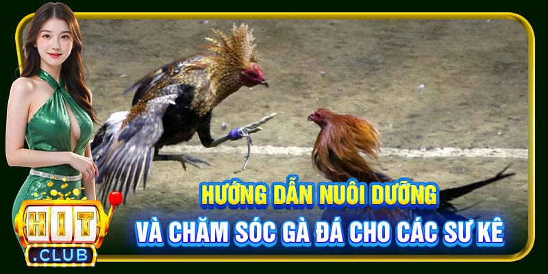 Cách Nuôi Gà Đá Hitclub – Kiến Thức Cần Thiết Cho Sư Kê - cemuxa