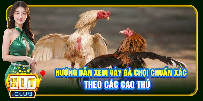 Vảy Gà Chọi Hitclub | Cách Để Nhận Biết Chiến Kê Chất Lượng - cemuxa