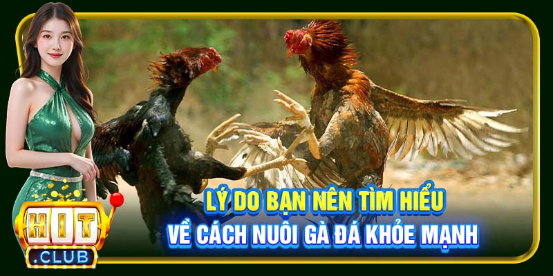 Cách Nuôi Gà Đá Hitclub – Kiến Thức Cần Thiết Cho Sư Kê - cemuxa