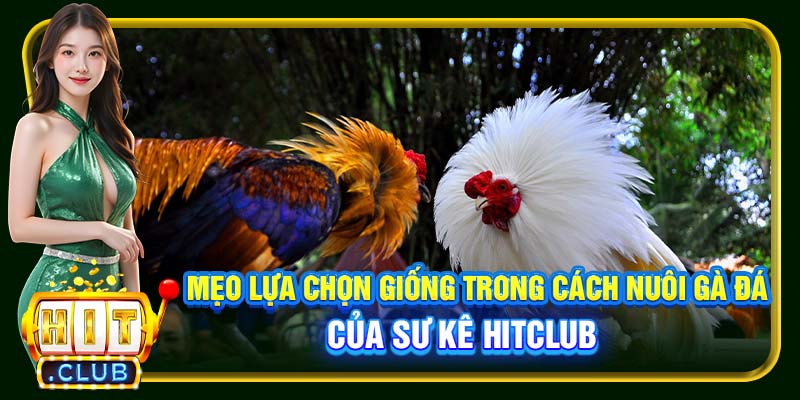 Cách Nuôi Gà Đá Hitclub – Kiến Thức Cần Thiết Cho Sư Kê - cemuxa