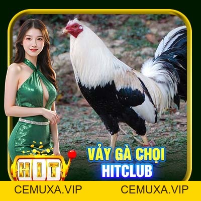 Vảy Gà Chọi Hitclub | Cách Để Nhận Biết Chiến Kê Chất Lượng - cemuxa
