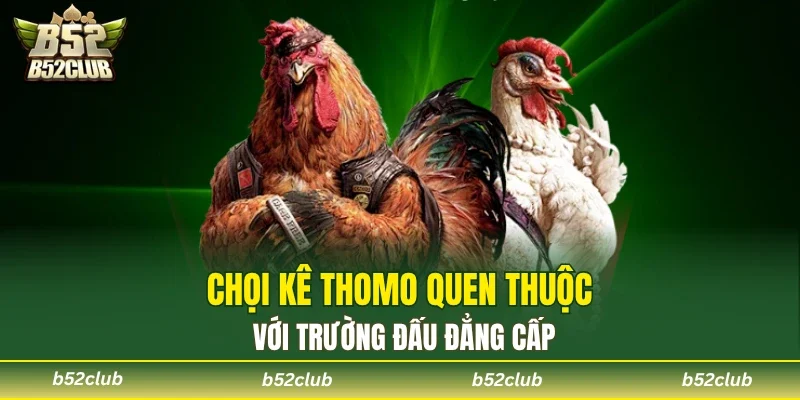 Luật Đá Gà Thomo - Trường Đấu Đầy Kịch Tính Tại B52club - cemuxa